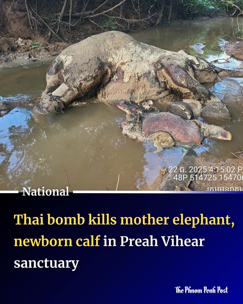 phnompenhpost's tweet photo. Park rangers and community members have reported the discovery of a dead female wild elephant and a newborn calf in the Preah Roka–Chheb Wildlife Sanctuary, Preah Vihear province, on December 23. The deaths have been attributed to Thai shelling or airstrikes.

Full story: https://t.co/lhUYTyzGw1
