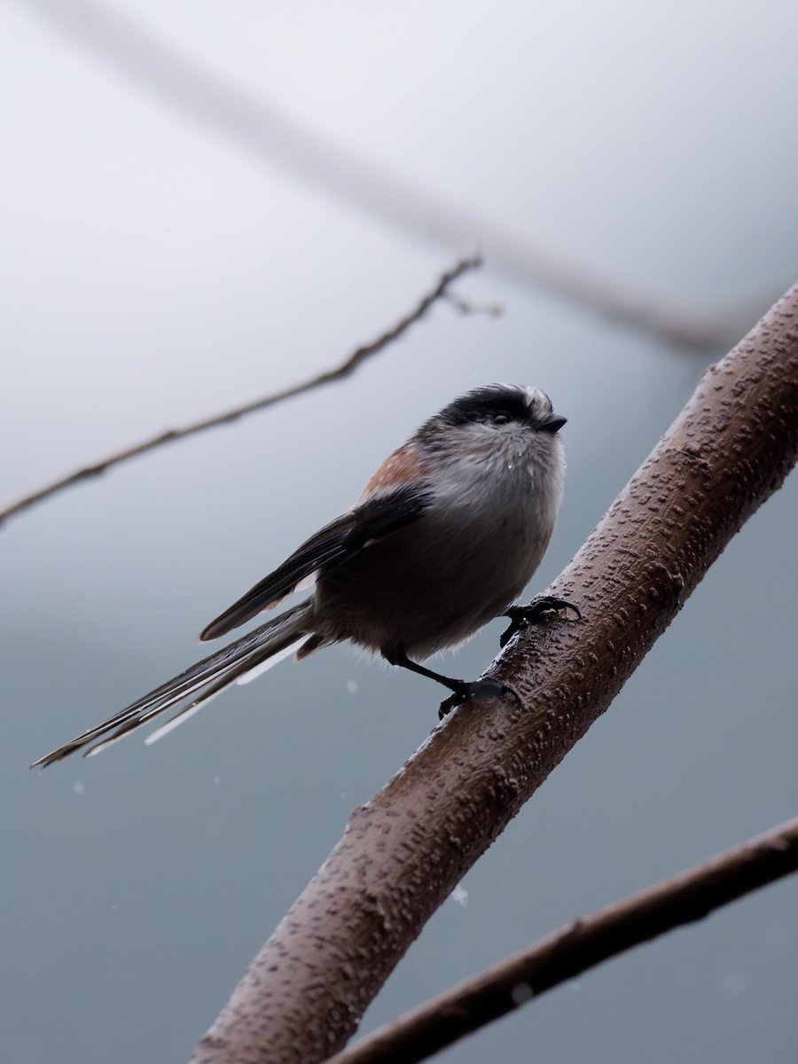しっとりエナガ

今日は冷たい雨がしっかりと
茂みで丸さ爆発するのに期待して行ったけど
寒さをものともせず元気に飛び回ってました☺️

#エナガ