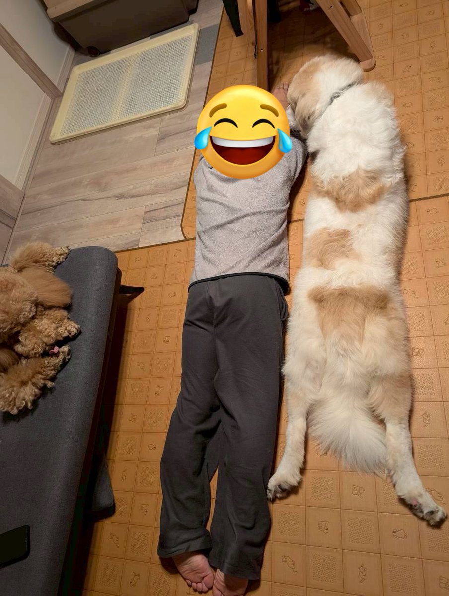 yosuke_mugi's tweet photo. 大型犬が増えるという。
人生何があるか分かりませんね( ˙ᒡ̱˙   ®)
夢100リストをまた更新しました。笑
犬種はグレートピレニーズ。このサイズでまだパピーです。 https://t.co/5PeD7V97Ry