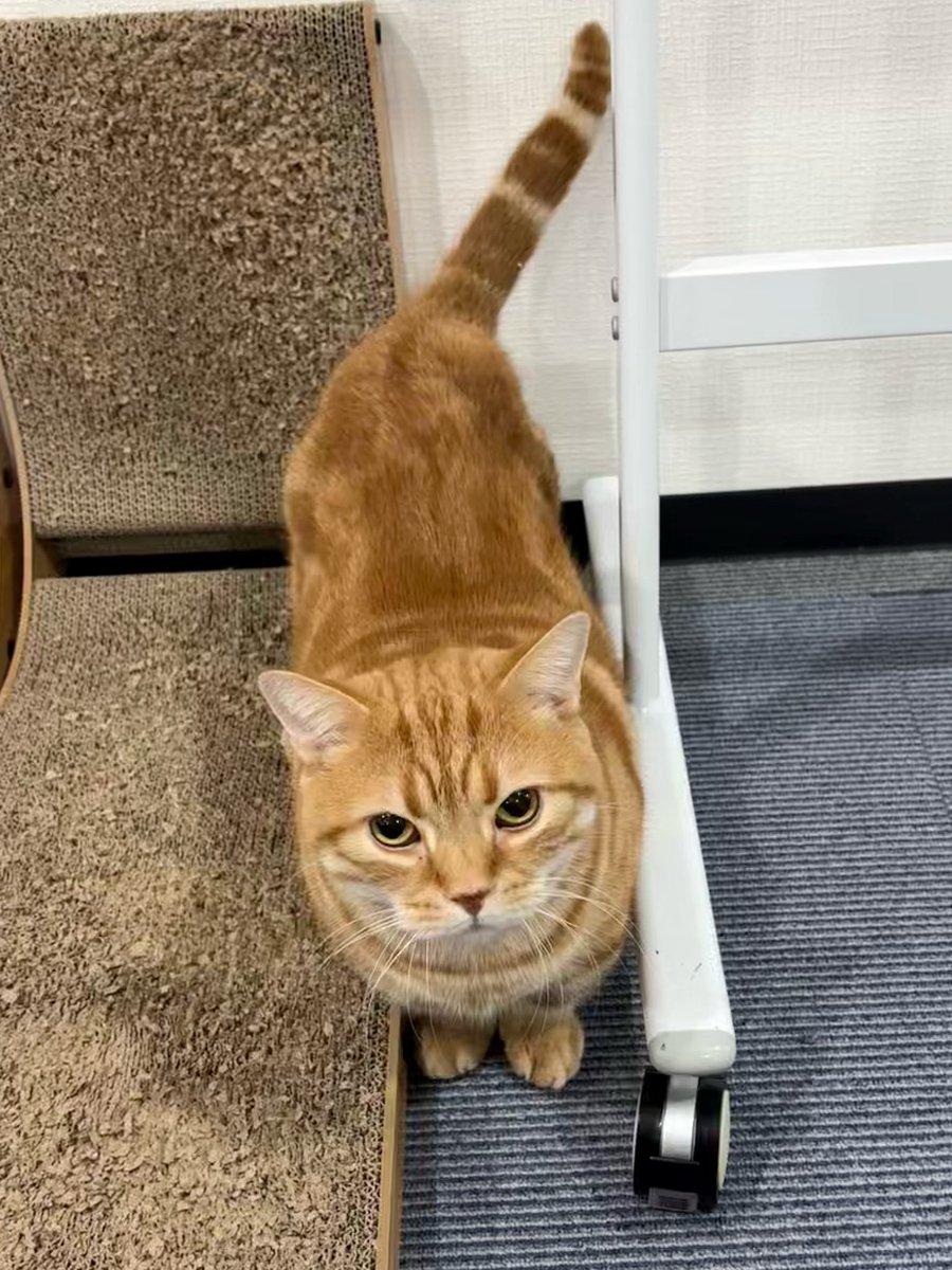 福田 展大 tweet media