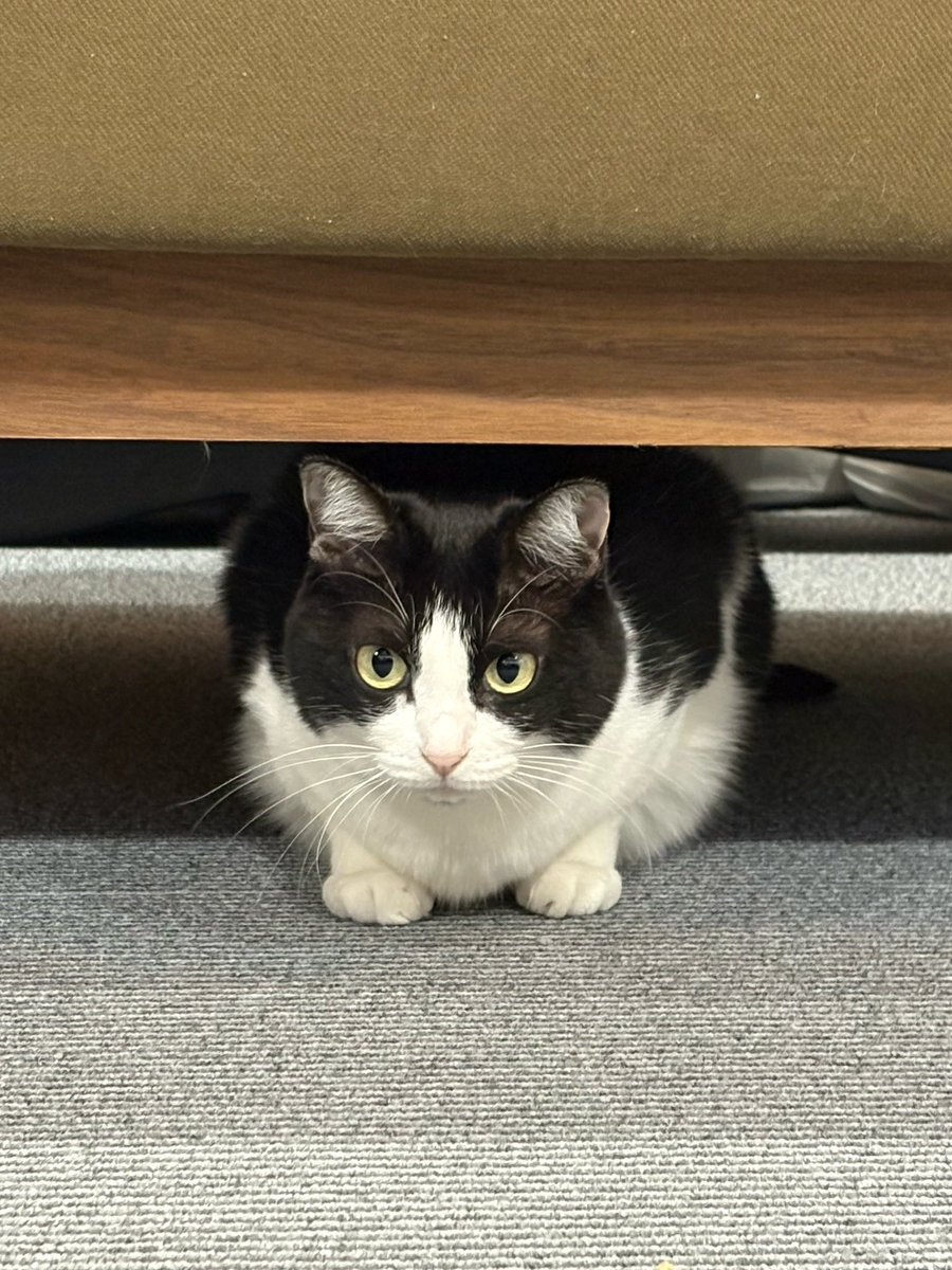 福田 展大 tweet media