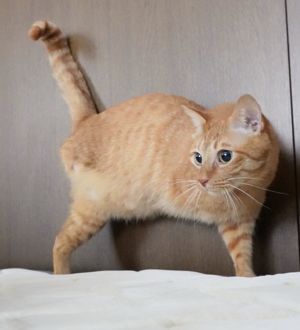 弟くん狙うにゃんちゃん👀 #片側二本足の猫