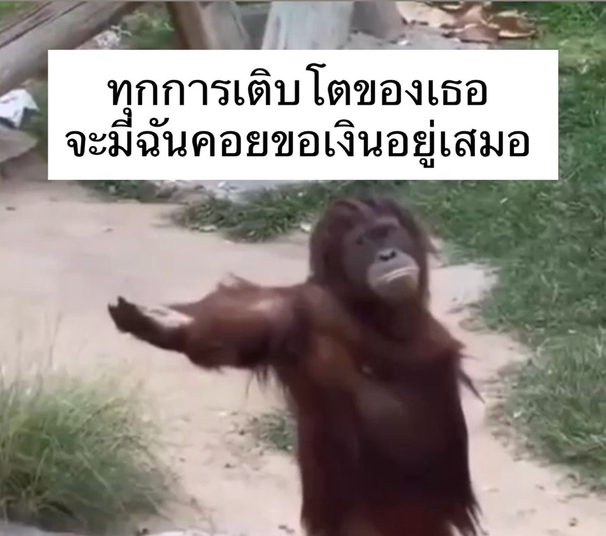 sutiฯ tweet media