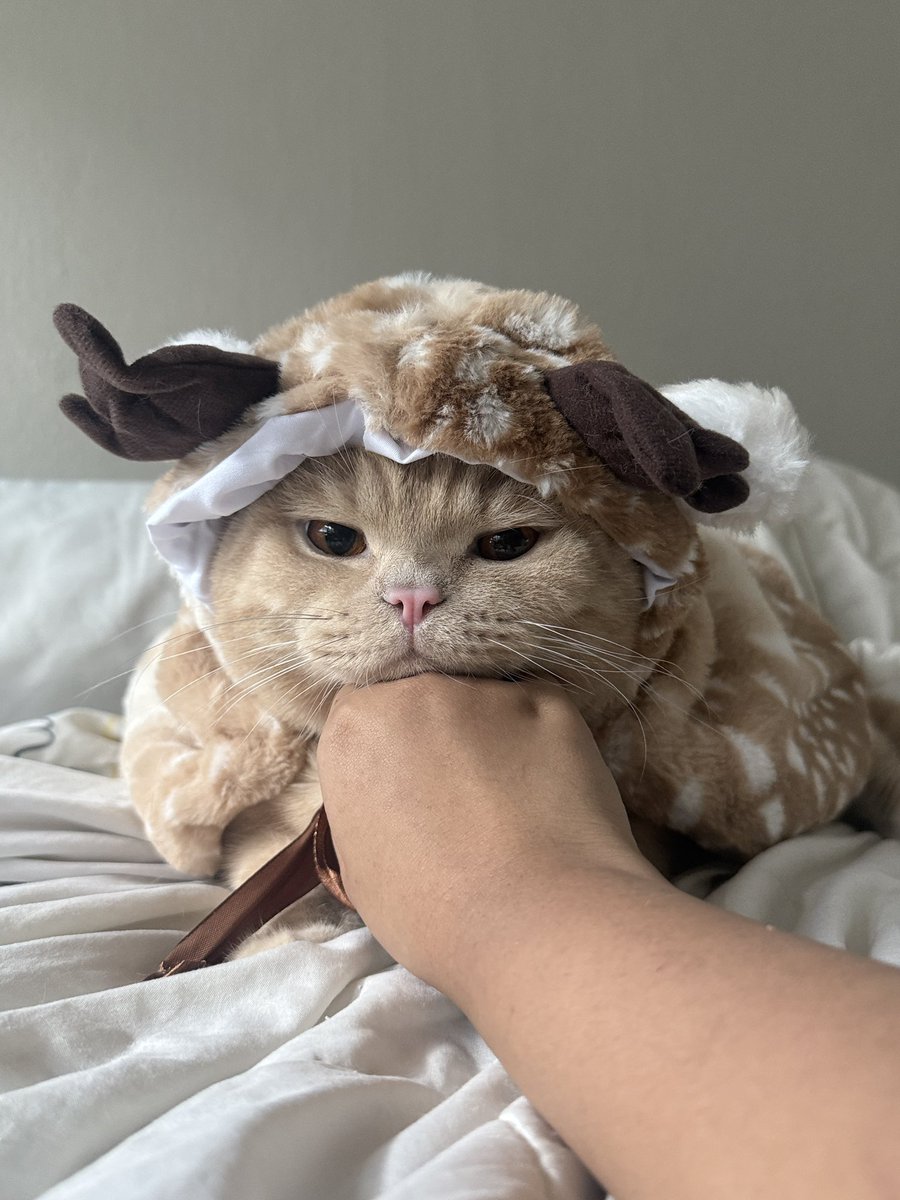 pieceofthecloud's tweet image. คริสต์มาสอีฟกับเรนเดียร์ตัวอ้วน