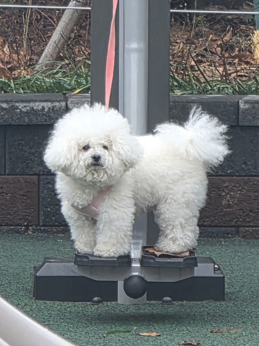 똥밟아서 낙엽 밟고 올라가있는 복순이(갱얼쥐 이름이래)를 봐.