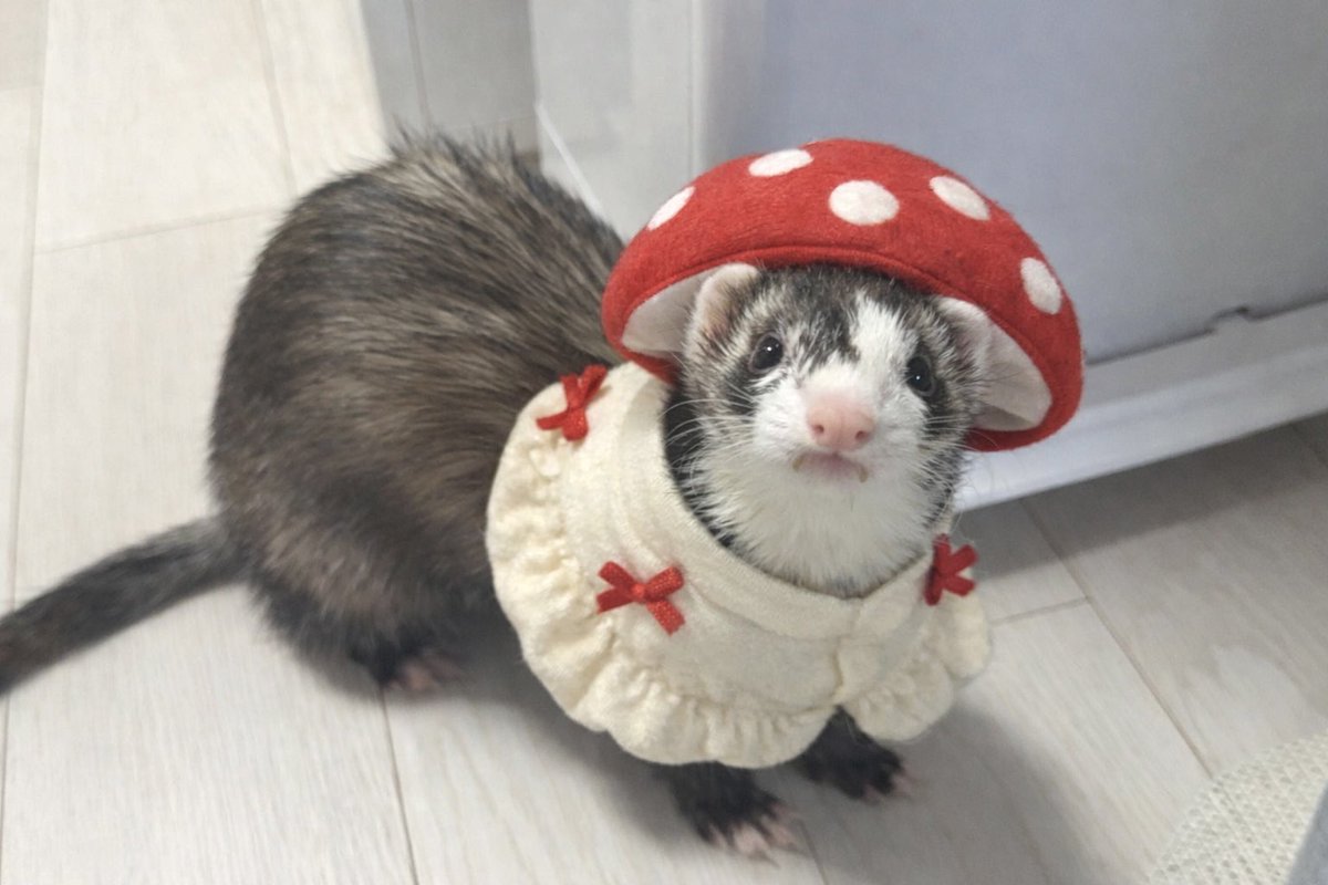 retbbang's tweet image. 유행 따라가기 힘드러요
이번엔 안늦엇어요