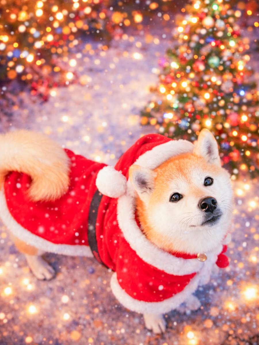 柴犬もも (@shiba210912) / Posts / X