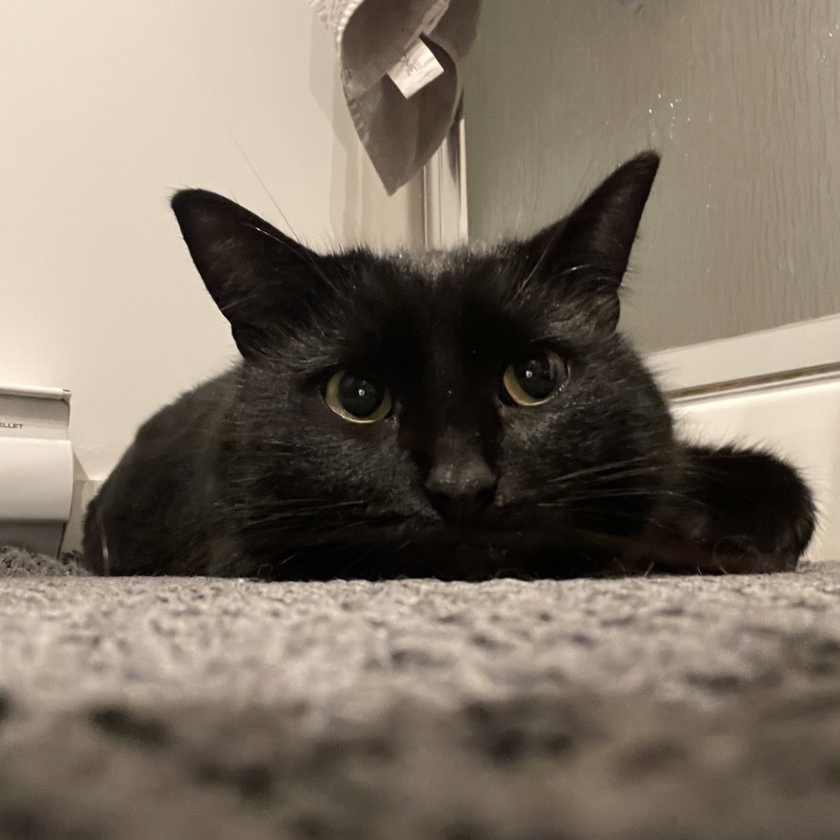 asterwrld's tweet image. everyone look at my son :((((((