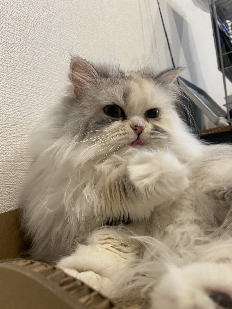 ルナちゃん🎀成長日記🫧 (@cat1121cat) / Posts / X