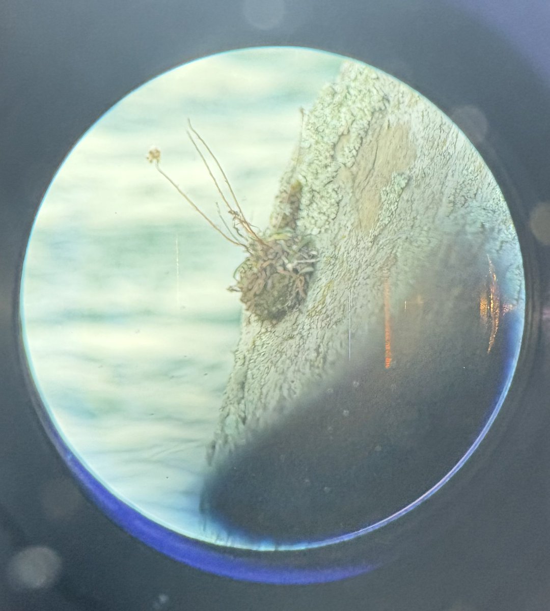 tiny (@tinywhitespider) on Twitter photo 