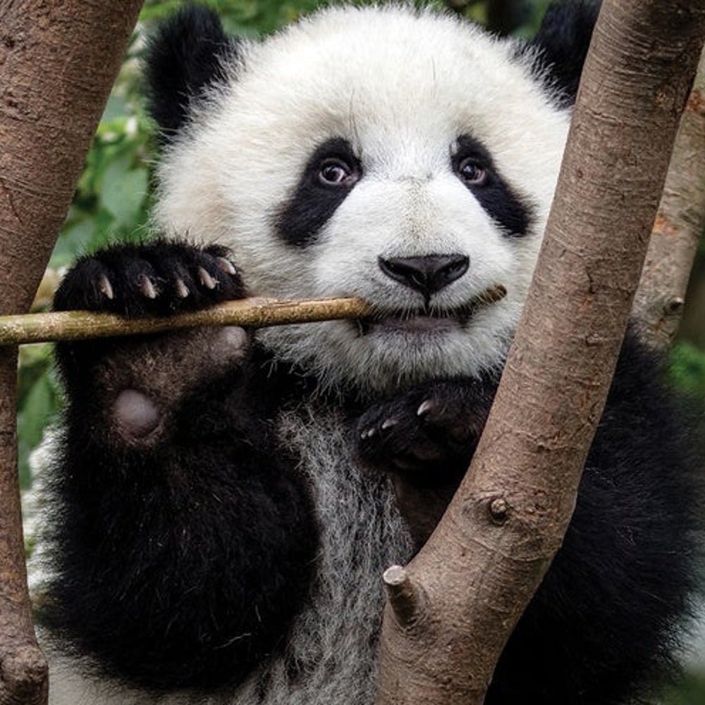 I guess mammals aren't the only one who have "fake thumb"...