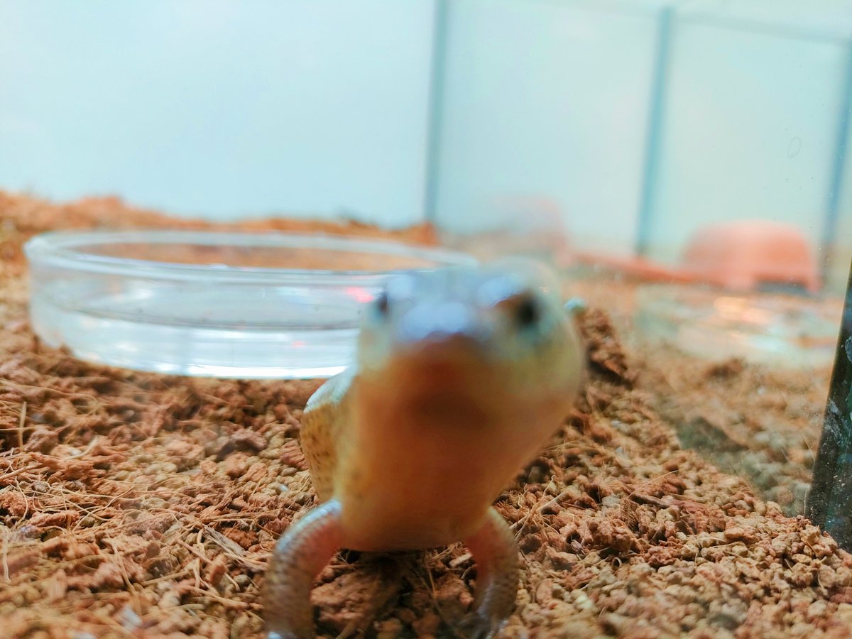 シボリミモダエトカゲ

カメラをご飯だと思ってニッコニッコで近づくトカゲ