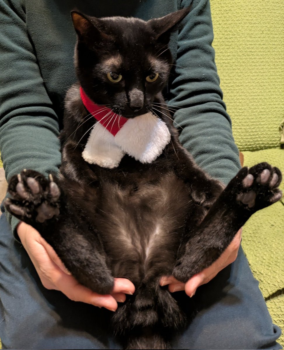 みー (@miiko_kuroneko) / Posts / X