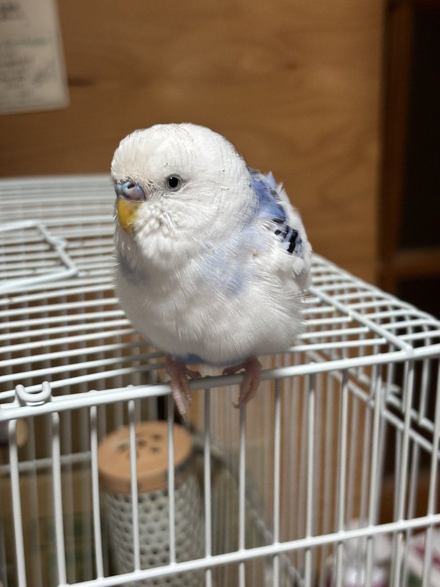 凛母は先日、自転車で転倒してしまい右腕が不自由な日々を送ってます

凛は元気に過ごしてます☺️