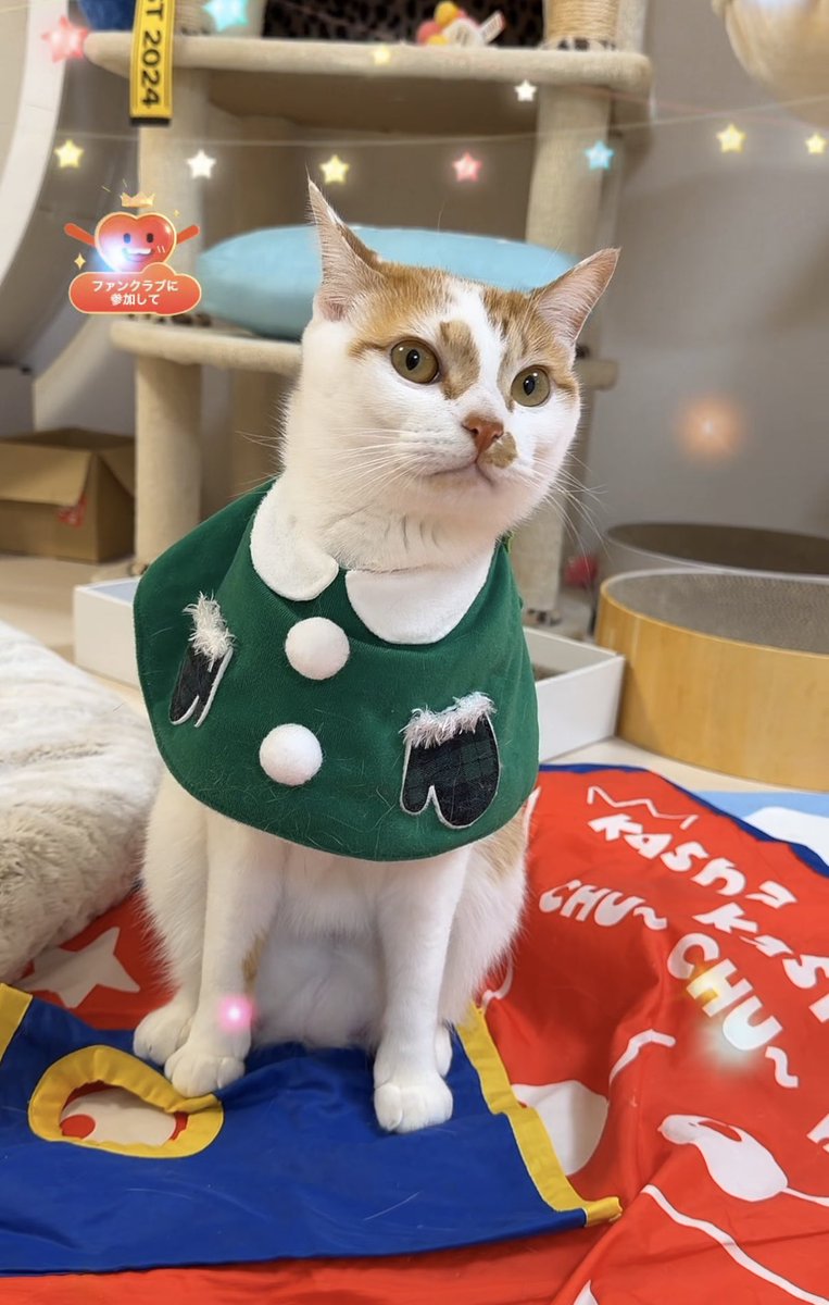 メリークリスマス🎄✨ 今年はでっかいショートケーキ7号🎂