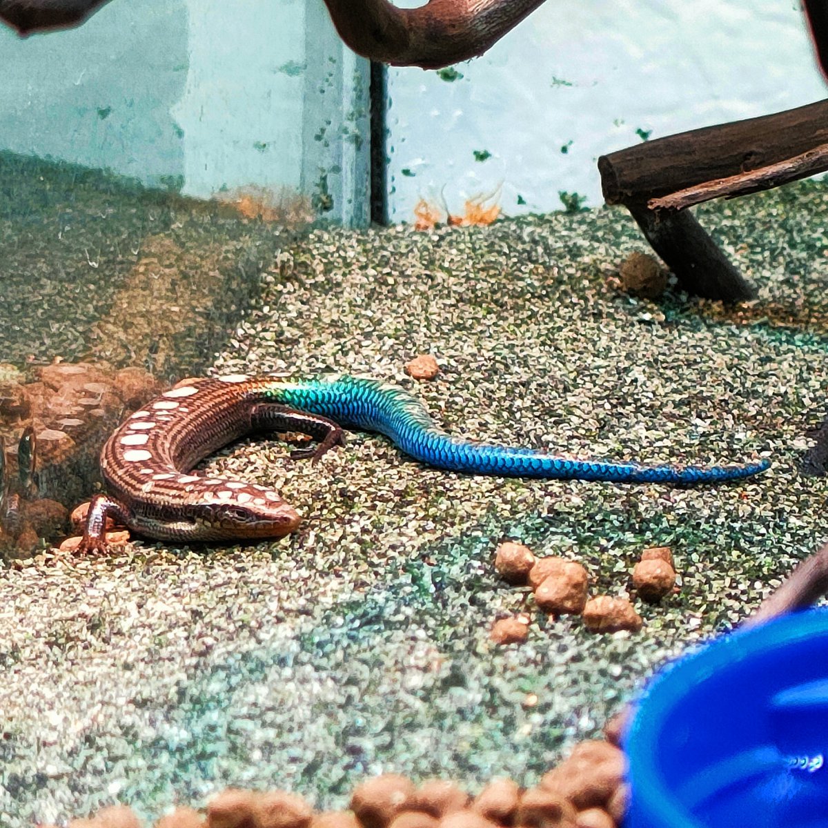 グランカナリアカラカネトカゲ
ルナーレスフォーム✨

砂をかぶりたまたま水玉模様になりました🌌

🎅良きクリスマスを🎄