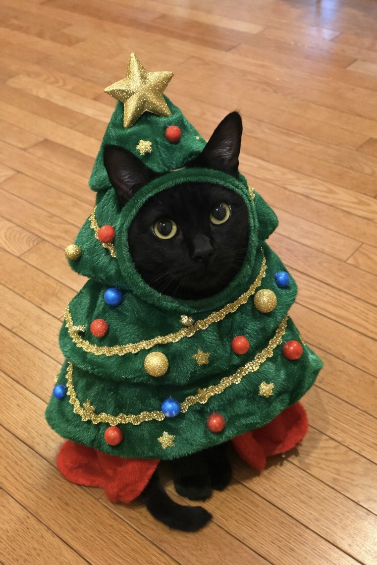 ネコﾁｬﾝによってクリスマスツリーの質感が違ってみんな可愛い これは