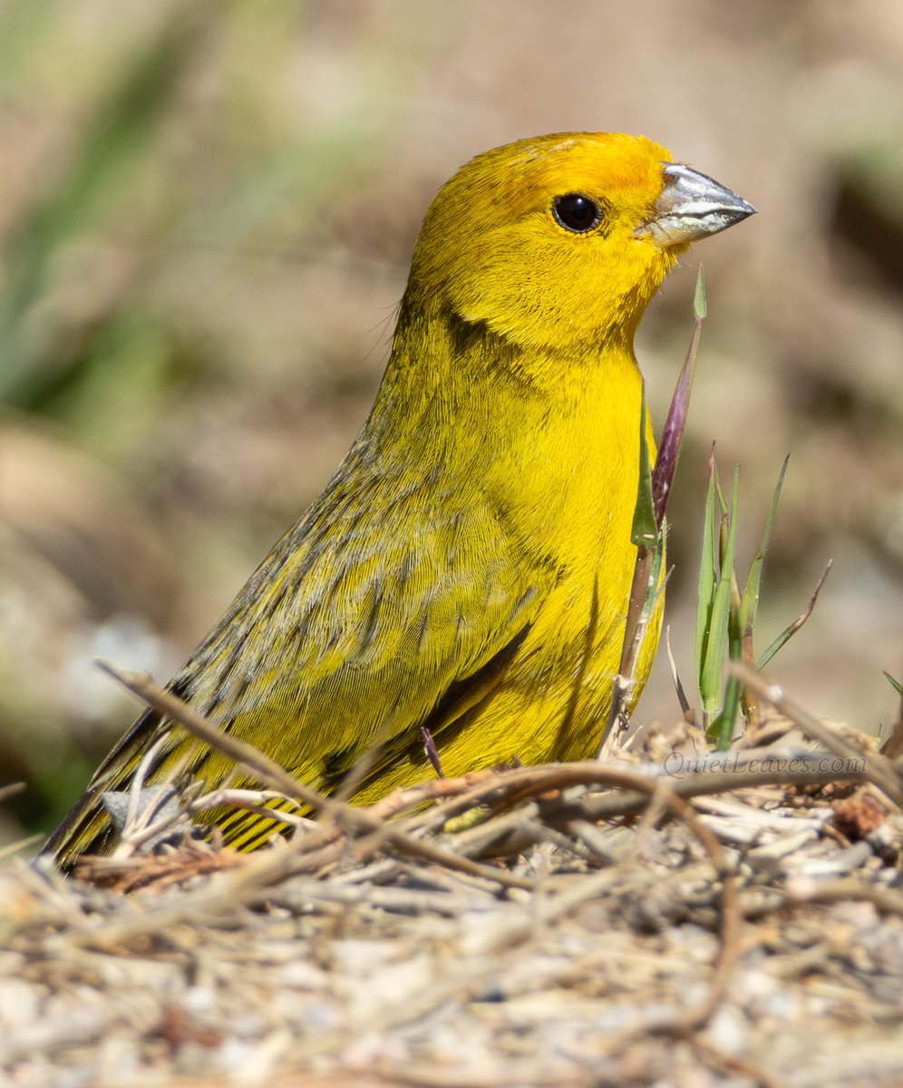 Желто-оливковый солнечный комочек перьев с серебряным клювом — это самец шафранового вьюрка 🐤