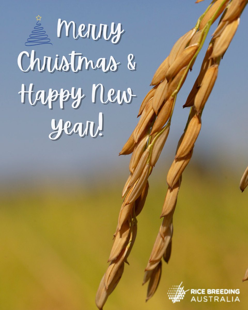 All wrapped up for the holidays! 🎁 
Merry Christmas and a Happy New Year from the team at RBA🎄🎅🏼

#ricebreedingaustralia #rice #seasonsgreetings #merrychristmas #happynewyear