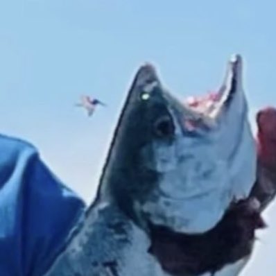 biscuit factory tweet media