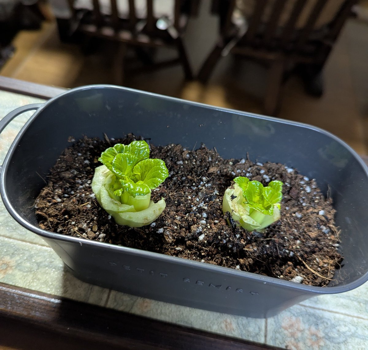 Plum's (@umeumezoozoo) / Posts / X