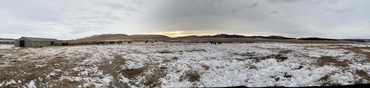 A. Anaraa tweet media