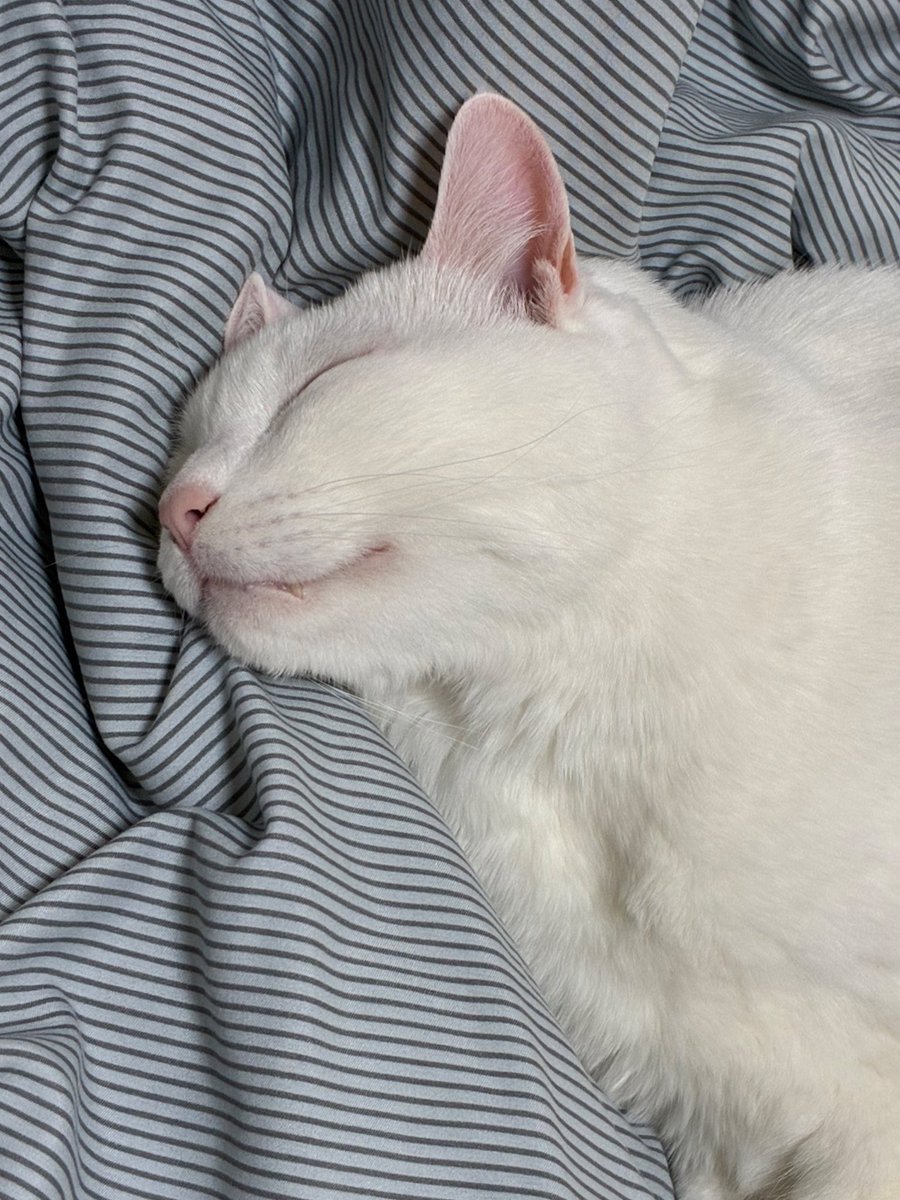 새 이불 3일 만에 적응 성공하셨다
얼큰하게 주무시는 중 zzzz