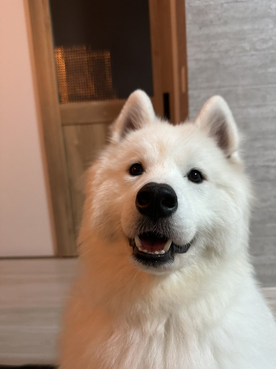 サモエド☆さだはる (@sadaharu__0905) / Posts / X