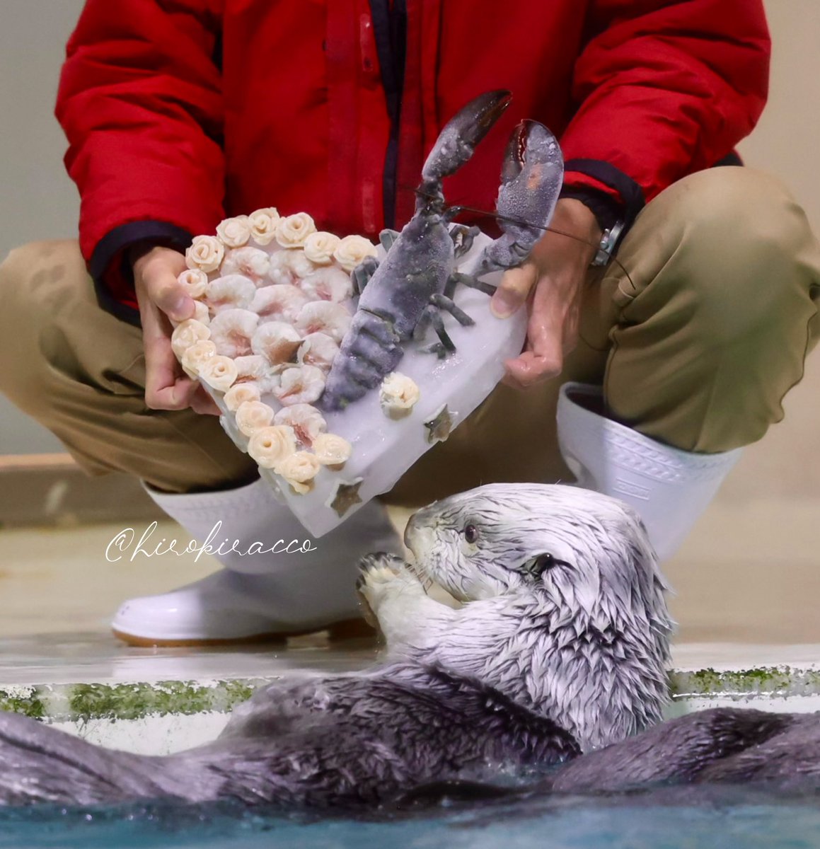 hirokiracco's tweet photo. メイちゃんのクリスマス🎄
アイスケーキ🎂です！

#鳥羽水族館 #ラッコ #seaotter
#メイ #メイちゃん https://t.co/JlUOX6rhKU