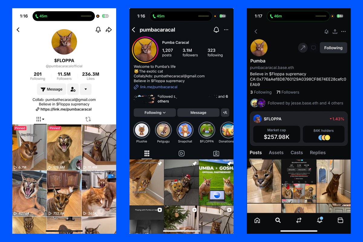 Pumba is an exotic caracal and increasingly well-known across the world

pumbacaracal.base.eth on <a href="/baseapp/">Base App</a> 
11.5M on TikTok
3.1M on Instagram

But <a href="/caracalpumba/">Pumba (💾,😼)</a> isn’t just an internet famous cat. He’s become a symbol of how culture, nature and the internet collide. Through his