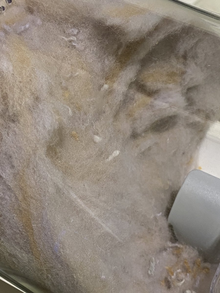 ビフォーアフターと副産物😱
#タフティング
#猫ラグ