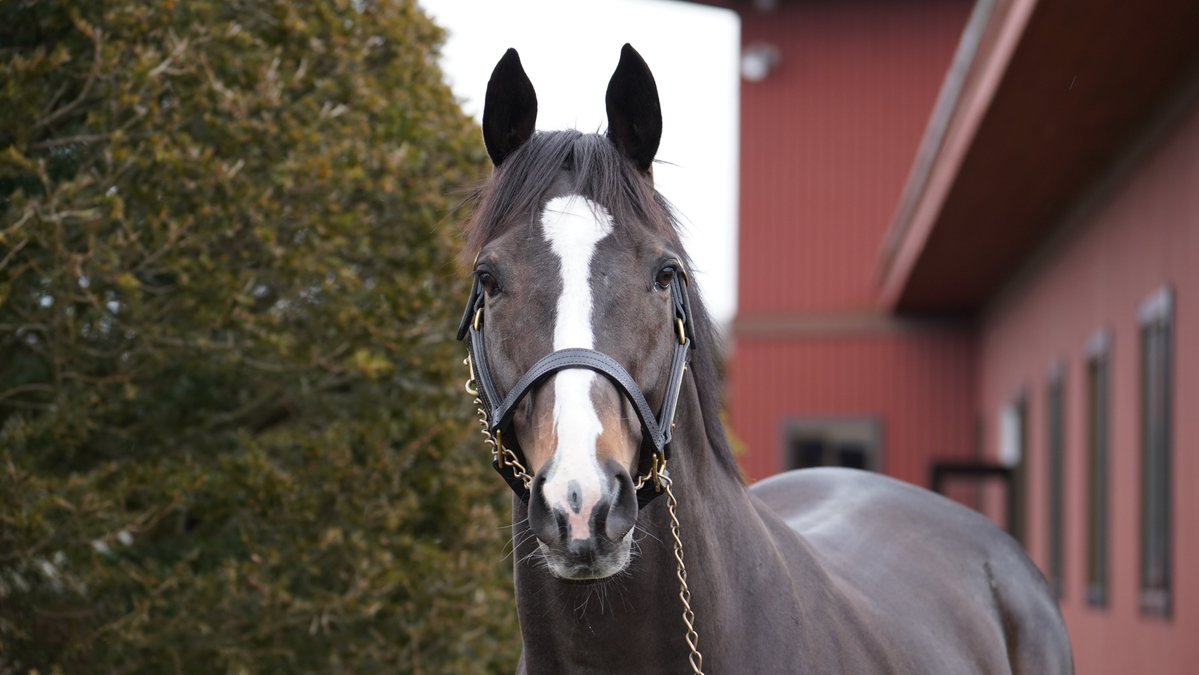 サラブレッドブリーダーズクラブ (@Breeders_info) / Posts / X