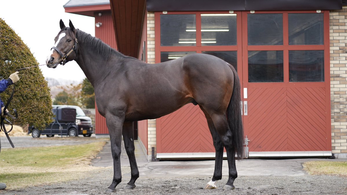 サラブレッドブリーダーズクラブ (@Breeders_info) / Posts / X