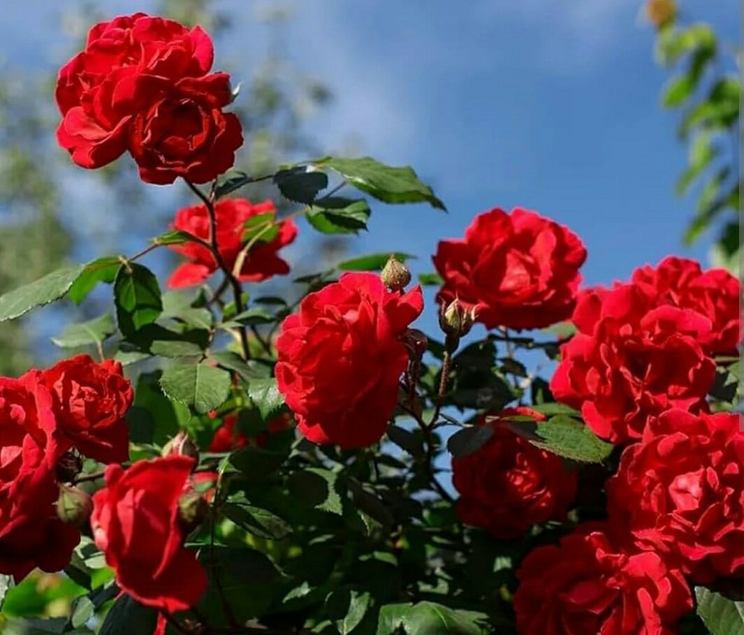 umaira_nigar's tweet photo. کتنا  محفوظ تھا  گلاب کانٹوں کی گود میں
لوگوں کی محبت میں آیا تو پتہ پتہ بکھر گیا https://t.co/zot1oltbVS