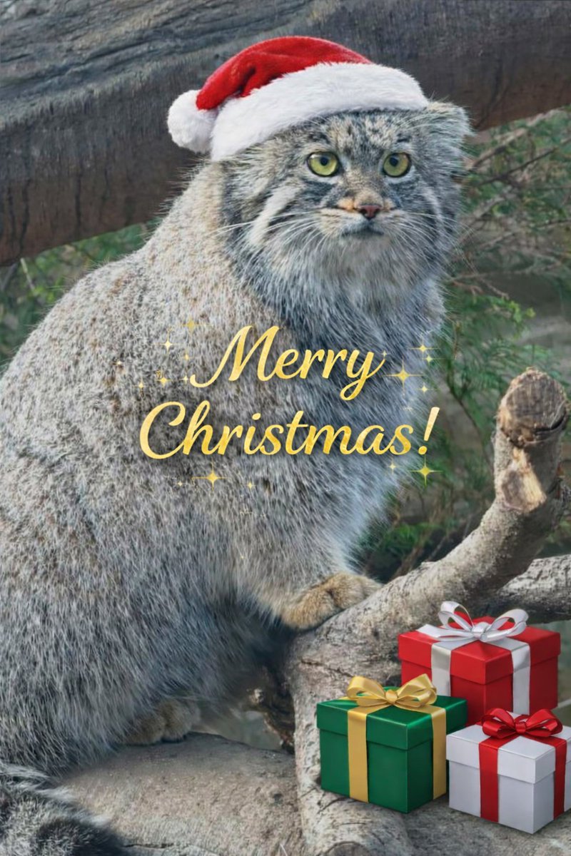 Fröhliche Weihnachten und einen angenehmen #ManulerMittwoch Freunde🎄🎁