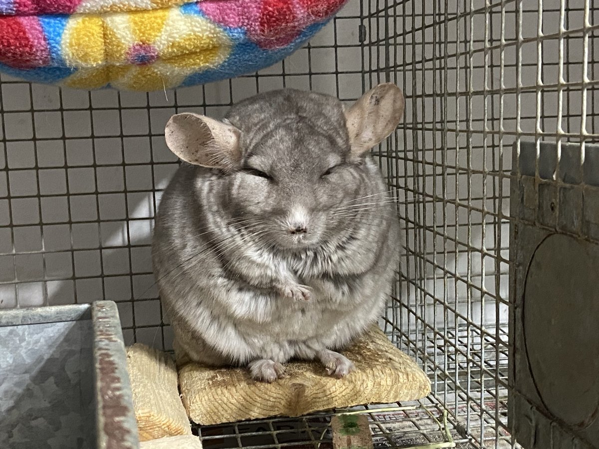 CHINformative's tweet image. Theo #chinchilla is sleepily wishing everyone a Merry CHINmas from all of the small furry mischiefs at CHINformative. He’s waiting for his healthy snackage from SantaPaws.