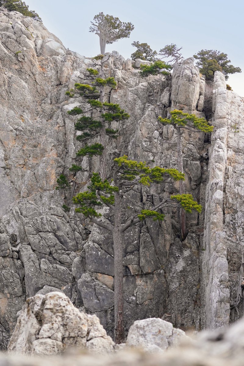Aşılmaz denilen dağlarda bile kökler yolunu bulur. 💚🌲

📸 Sebahattin Elbüken