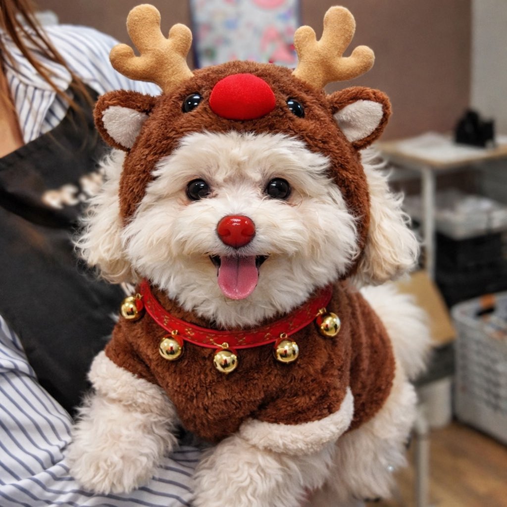 chamocolab22's tweet image. 皆さんメリークリスマスワン🐶🎄🎄
良いクリスマスを🎅
 #ポメラニアン #ポメプー #クリスマス犬 #犬の居る暮らし
