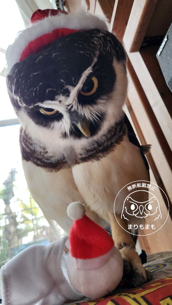 まりもまも (@marimomamo073) / Posts / X