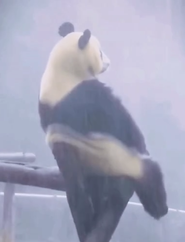 _sobii's tweet image. 