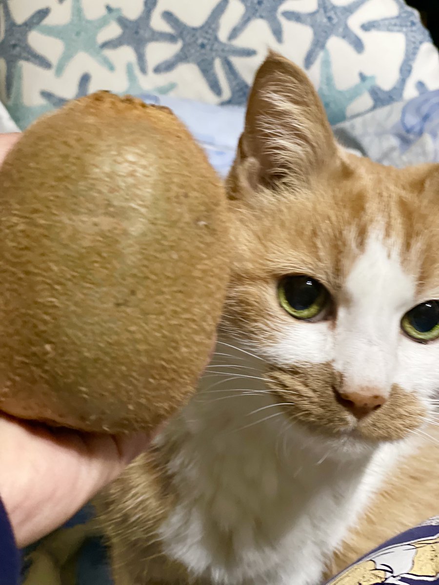 ビックリサイズのキウイ🥝頂いたのニャー😺
エミーちゃんの頭ぐらいあるのニャー