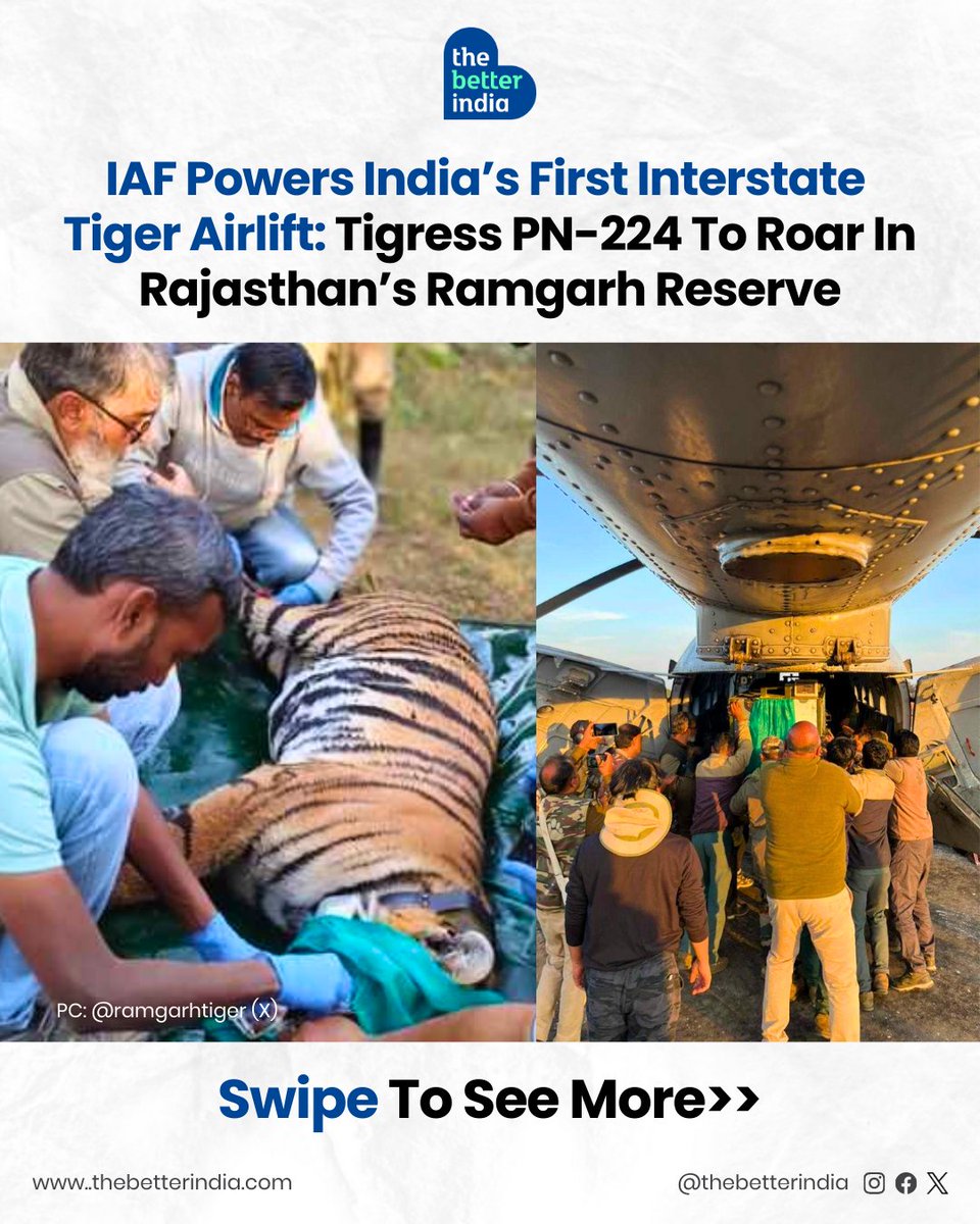 thebetterindia's tweet photo. For the first time in India’s history, a tiger took an interstate flight. 

Tigress PN-224, from Madhya Pradesh’s Pench Tiger Reserve, was airlifted to Rajasthan’s Ramgarh Vishdhari Tiger Reserve — a bold step to restore tiger populations and strengthen genetic diversity.

After a week-long tracking mission, she was safely tranquillised, fitted with a radio collar, and prepared for the journey.

Every step — from careful sedation to a custom crate — was designed to ensure she travels safely and stress-free.

Now in Ramgarh Vishdhari, she will acclimatise in a secure enclosure before being released into the wild.

This operation isn’t just about one tiger. It’s about reviving forests, securing a future for big cats, and setting a precedent for interstate wildlife conservation in India.

Credits : @ramgarhtiger 

#WildlifeConservation #Tiger #Biodiversity #WildlifeIndia 

[Tiger Conservation India, Pench Tiger Reserve, Ramgarh Vishdhari Tiger Reserve, Wildlife India]