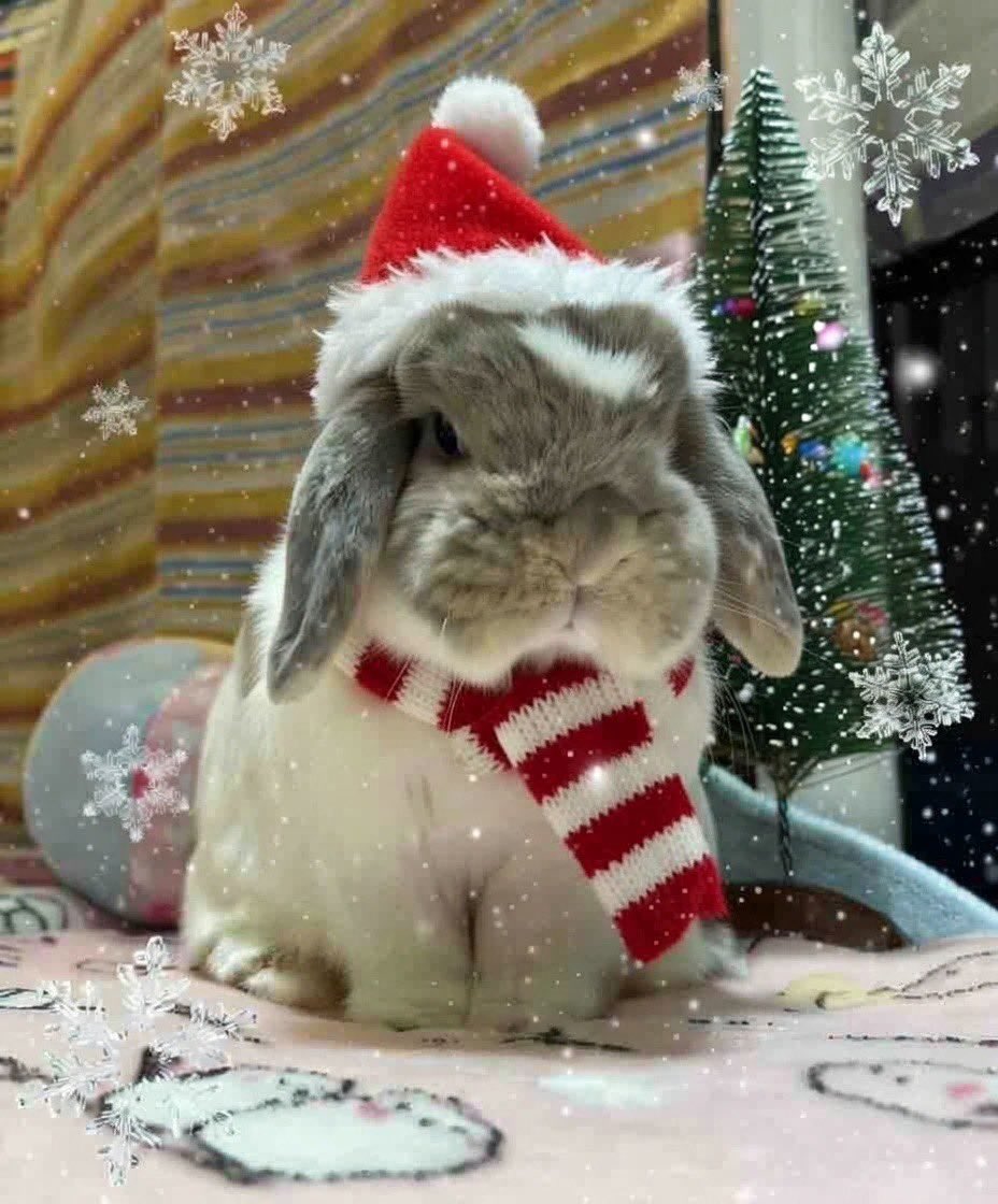 ﾟ☆︎†Merry X'mas†.｡.:*・ﾟ】