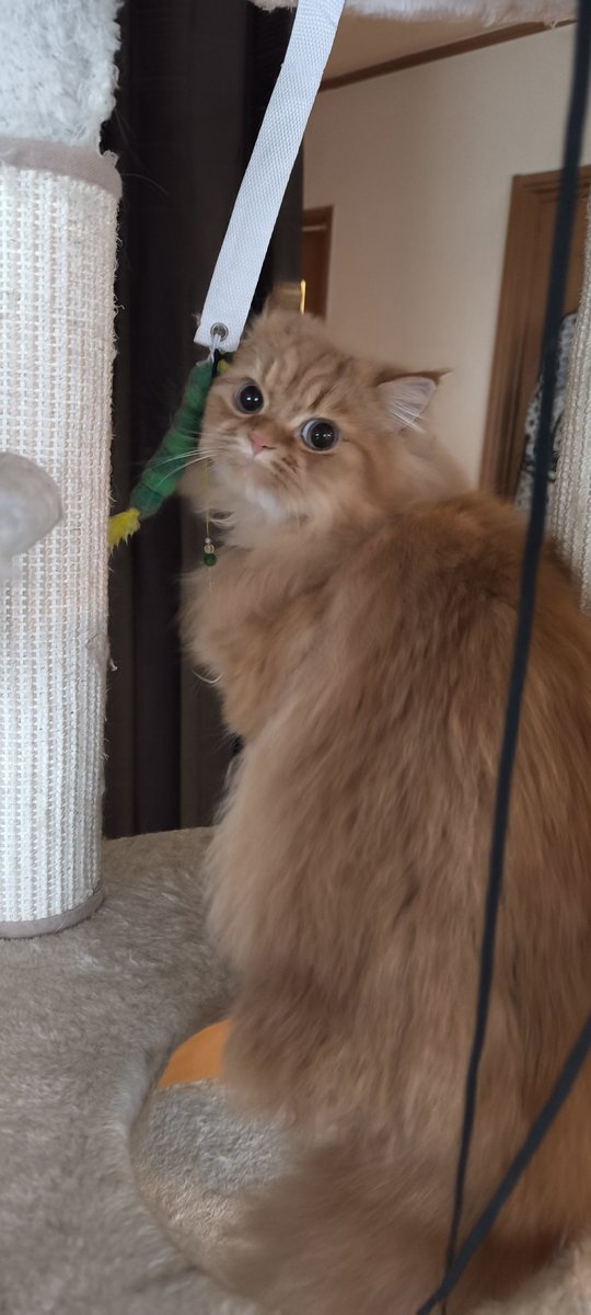 _teteron_'s tweet photo. 名前呼ぶと振り向くの可愛い♥

#子猫　
#ミヌエット
# https://t.co/cGNlOwoIEy