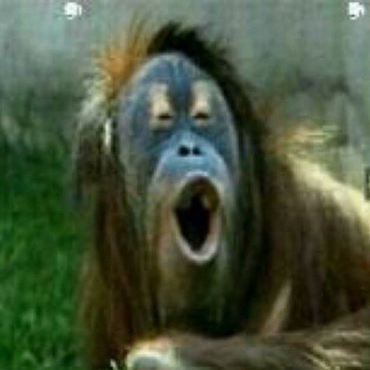 حرفيا كذا صار وجهي عند الفوال لمن عطاني ذا