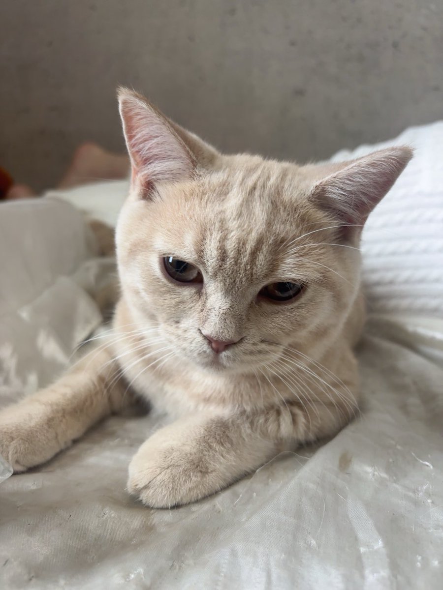 しろねこ (@whitecat134) / Posts / X