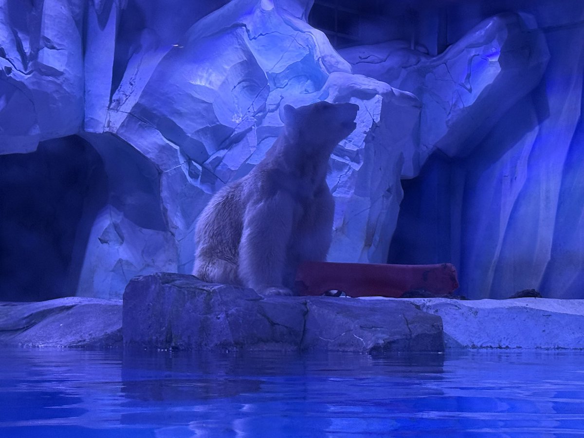 しろくま様 しろくま しろくまRSさんの愛車KAWASAKI ZX-9R 1997年式 Myバイク