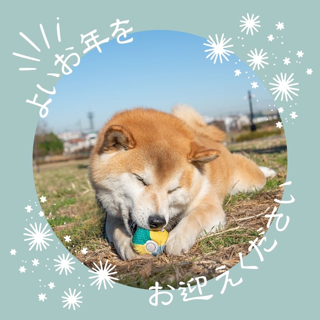 Shi-Ba【シーバ】＋犬びより (@ShiBa2929) / Highlights / X
