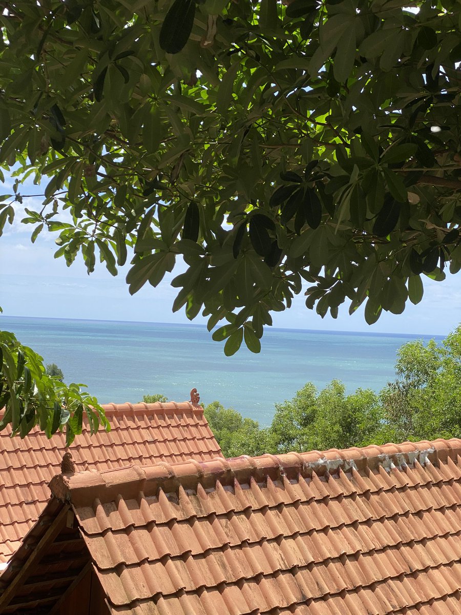 dogeoonn's tweet image. 🌺🥥🌴🌊