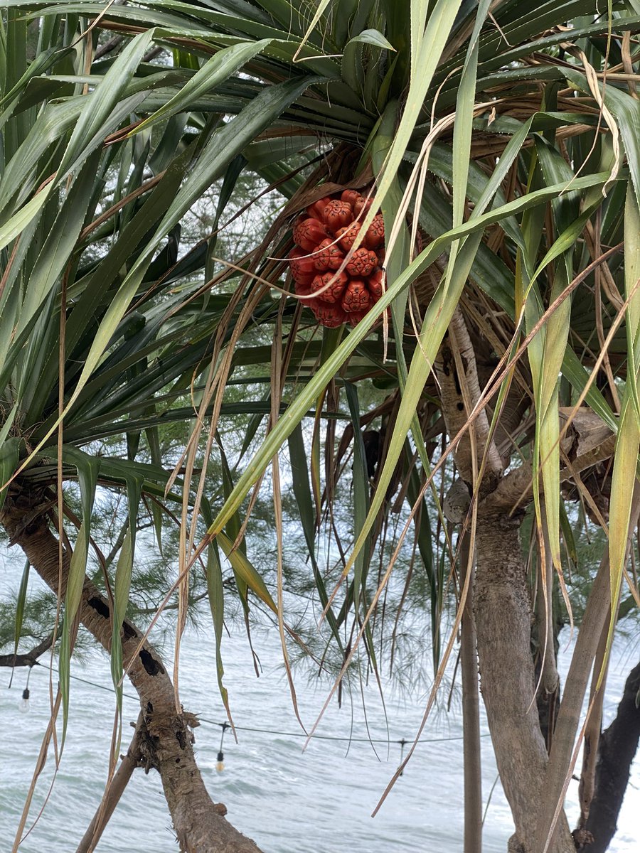 dogeoonn's tweet image. 🌺🥥🌴🌊